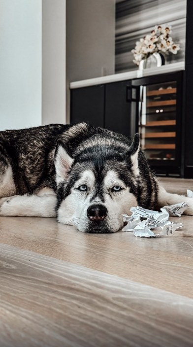 Sosa lying on the floor beside a pile of crumpled receipts, from the CamScanner reel