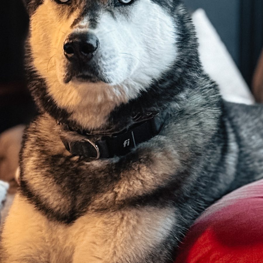 Luka wearing a GPS tracking collar