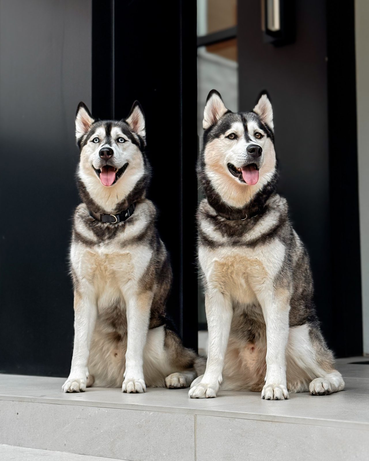 Luka and Sosa sitting side by side at a black front door