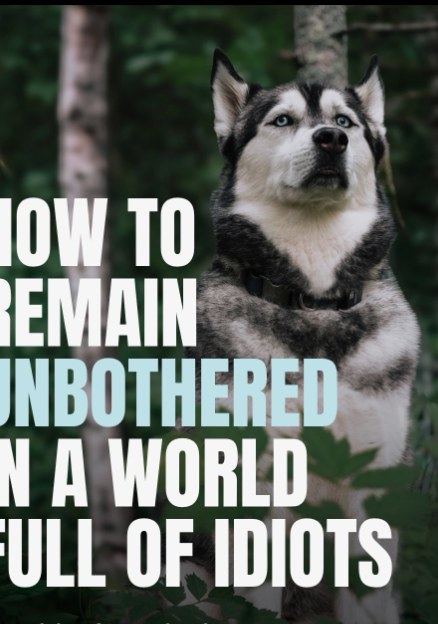Reel cover: How to remain unbothered in a world full of idiots
