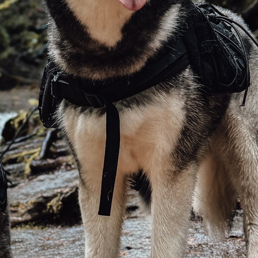 Luka in a padded black trail harness