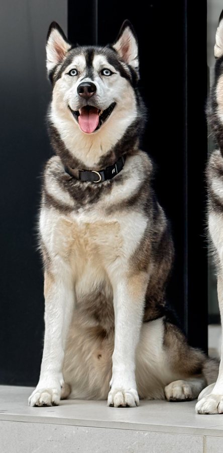 Luka, a husky with blue eyes, sitting at a black front door
