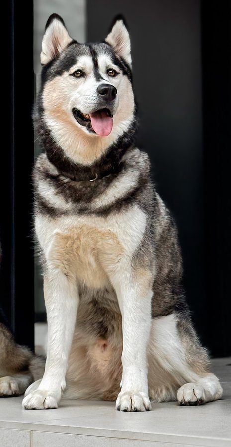 Sosa, a husky with brown eyes, sitting at a black front door