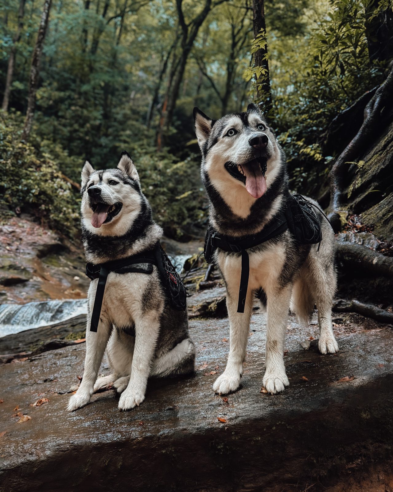 Luka and Sosa in trail packs on a wet rock beside a creek in the forest